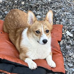 Sugar Cookie - Pembroke Welsh Corgi