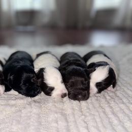 Miniature Schnauzers from Bearded Besties of Alabama