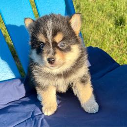 Koda - Tri-color male Pomsky puppy in Battle Creek, Michigan from T-Rose’s Bernedoodle & Pomsky Puppies