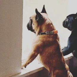 Nugget - French Bulldog