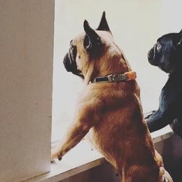 Nugget - French Bulldog