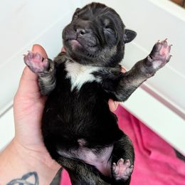 Pink Girl - Black and tan female Lapponian Herder puppy in Prattsburgh, New York from Maalattu Koirankoppi Lapponian Herders