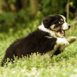 Miniature American Shepherd, Miniature Australian Shepherd, and Toy Australian Shepherd Puppies from Fine Hill Aussies