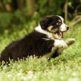 Miniature American Shepherd, Miniature Australian Shepherd, and Toy Australian Shepherd Puppies from Fine Hill Aussies