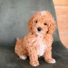 Apricot Tuxedo Boy 3250 free USdelivery - Apricot male Goldendoodle puppy in Mayfield, Utah from Ruff Country Doodles