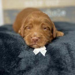 Meli's White Male - Apricot male Goldendoodle puppy in Great Falls, Montana from Montana Goldendoodles