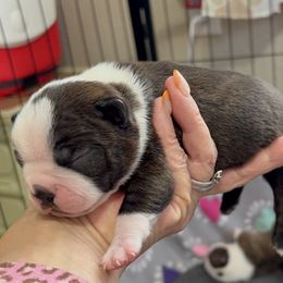 Boy 2 Titus - Black brindle and white male Boston Terrier puppy in Lowell, Arkansas from Bogan's Boston's