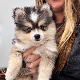 Kobe - Gray and white male Pomsky puppy in La Verne, California from Red Cedar Pomskies