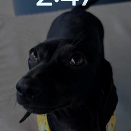 Izzy - Dachshund