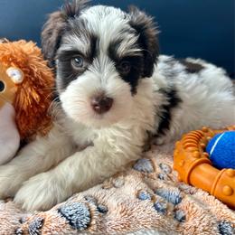 Franklin - Parti male Miniature Schnauzer puppy in Canyon Lake, Texas from Chambers Schnauzers