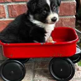 BTM - Black tri male Miniature Australian Shepherd puppy in Lexington, Nebraska from Osborne's Aussies