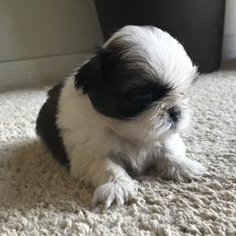 Shih Tzu Puppies from Willow Lane Shih Tzus