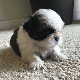 Shih Tzu Puppies from Willow Lane Shih Tzus