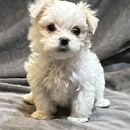 Gemini - White male Maltese puppy in Oklahoma from 4R Aussies & Tiny Paws