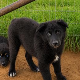 Sage - Black & white female Australian Shepherd puppy in Mineral Wells, Texas from A6 Australian Shepards