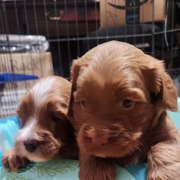 Corey - Red male Australian Labradoodle puppy in Ocala, Florida from Vinton Valley Australian Labradoodles