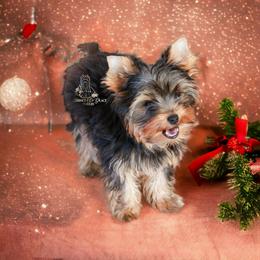 Yorkshire Terrier Puppies from Essence of Grace Yorkies