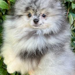 Titan - Blue merle male Pomeranian puppy in Hot Springs, Arkansas from Pomeranian Empire