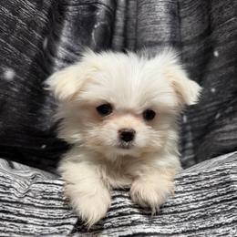 Grey Puppy - White male Maltese puppy in Chariton, Iowa from Mia Lucky Home