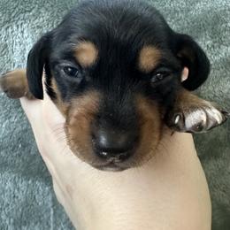 Baxter - Black and tan male Dachshund puppy in Memphis, Tennessee from River City Doxies