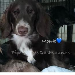 MONK - Chocolate male Dachshund puppy in Shelton, Connecticut from Piper’s Tree Dachshunds
