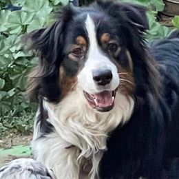 Lady - Australian Shepherd