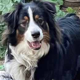 Lady - Australian Shepherd