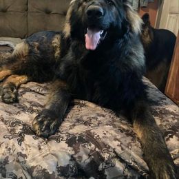 German Shepherd All Grown Up from Vom Hiatt German Shepherds