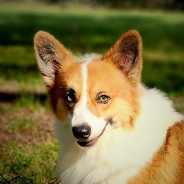 Dru - Pembroke Welsh Corgi