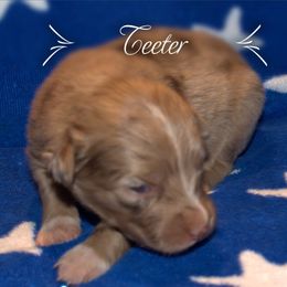 Australian Shepherd Puppies from Copper Kettle Ranch