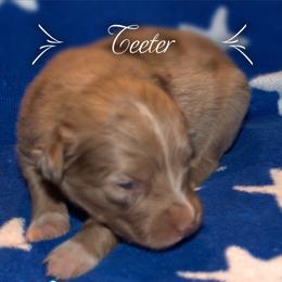 Australian Shepherd Puppies from Copper Kettle Ranch