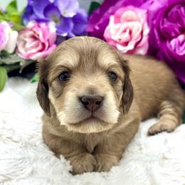 Lawsen - Cream male Dachshund puppy in Exeter, California from Sawtooth Miniature Dachshunds