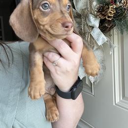 Dachshund Puppies from EB's Cajun Lil' Doxies