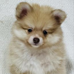 Teddy - Beaver sable male Pomeranian puppy in Garvin, Oklahoma from Hochatown Awesome Aussies