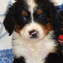 Ester - Bernedoodle