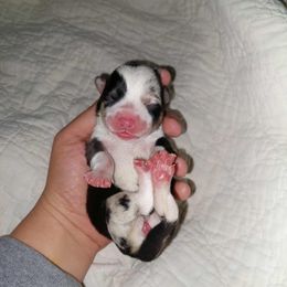 Waffles - Black and tan female Pembroke Welsh Corgi puppy in Leonard, Texas from Southern Rose Corgis