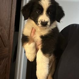 Australian Shepherd Puppies from Lovable Little Aussies