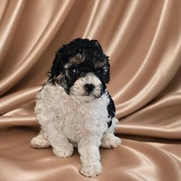Taffy - Parti female Poodle puppy in Maplewood, New Jersey from Poos&Bulls Keepsake