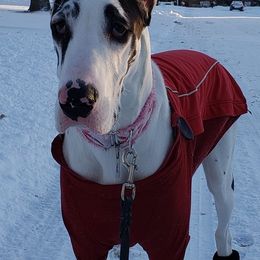 Great Danes from 2K Great Danes