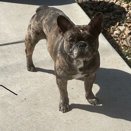 Milo - French Bulldog