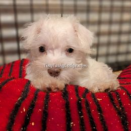 AKC Tiny Tot - White female Miniature Schnauzer puppy in Greencastle, Indiana from Tiny Tushy Lodge