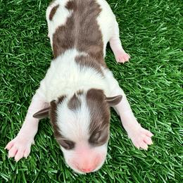 Sam - Red tri-color male Aussiedoodle puppy in Bakersfield, California from Annie's Aussies