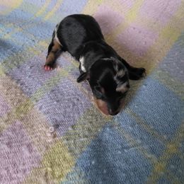 Cookie - Dapple female Dachshund puppy in Opelika, Alabama from Dachshund Darlins