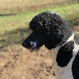 Triton - Parti male Poodle puppy in Bremen, Georgia from Kelley’s Poodle Patch