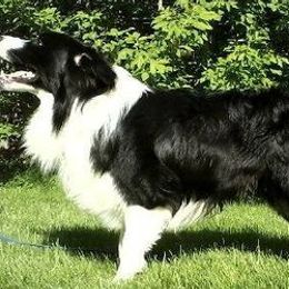 Border Collies from Rosann's Collies