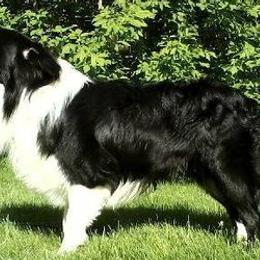 Border Collies from Rosann's Collies