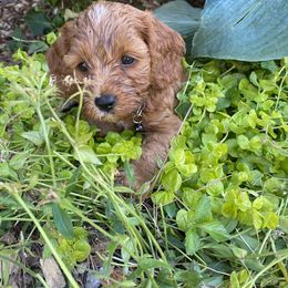 Cockapoo Puppies from Chesapeake Cockapoos