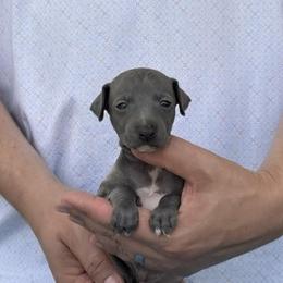Girl 1 - Blue female Italian Greyhound puppy in Sugar Valley, Georgia from Pinnacle Farm and Kennel