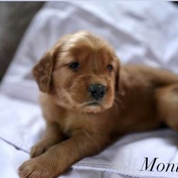 Bernedoodle and Golden Retriever Puppies from Golden Light Puppies