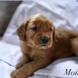 Bernedoodle and Golden Retriever Puppies from Golden Light Puppies